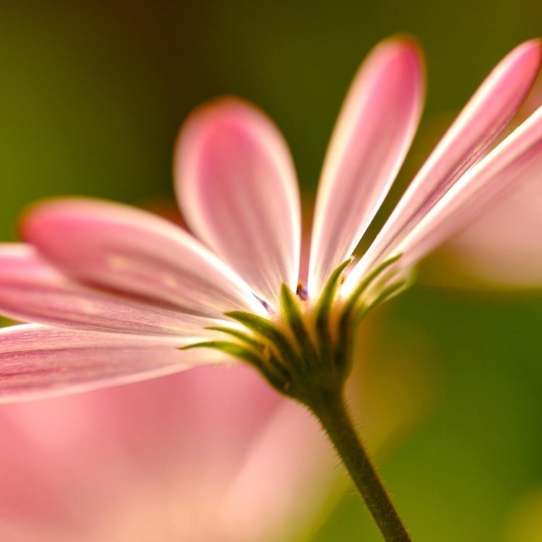 Longing for you(电影《梦想合伙人》主题曲)