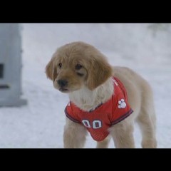 雪狗兄弟,雪狗兄弟电影|微博电影,微博