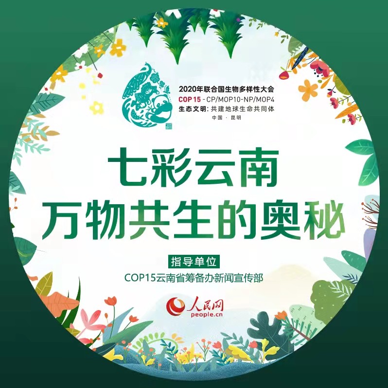 凤凰的原型在彩云之南——绿孔雀