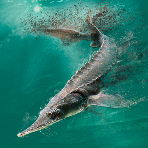 长江特有物种白鲟被宣布已经灭绝白鲟的消失给我们带来哪些警示