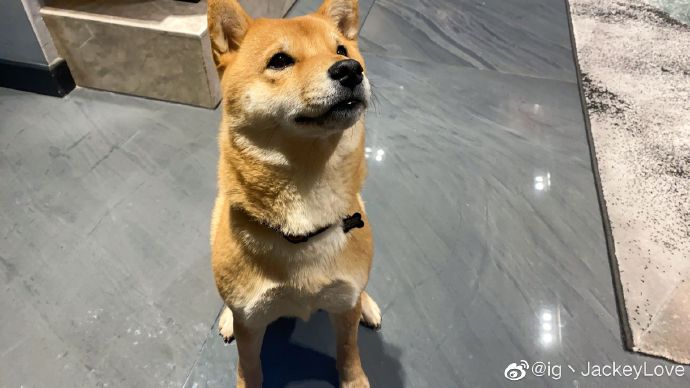 jackeylove 的狗哥