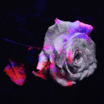 幼稚园杀手 - 飞飞(tribute to k-bo)